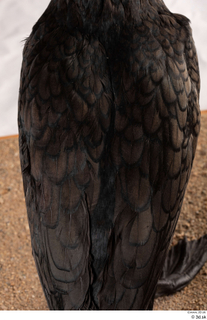 Double-crested cormorant Phalacrocorax auritus back wing 0005.jpg